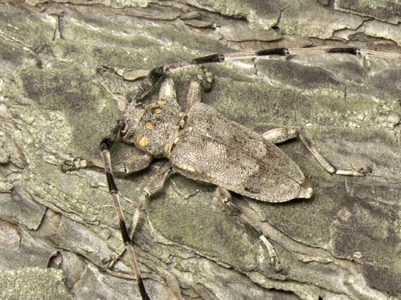 Acanthocinus aedilis (Linnaeus, 1758)